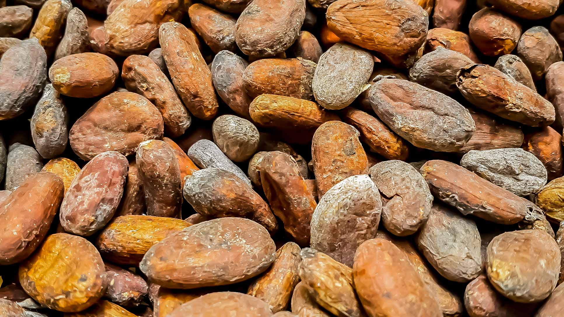 drying cacao finca kobo chocolate tour 4.jpg