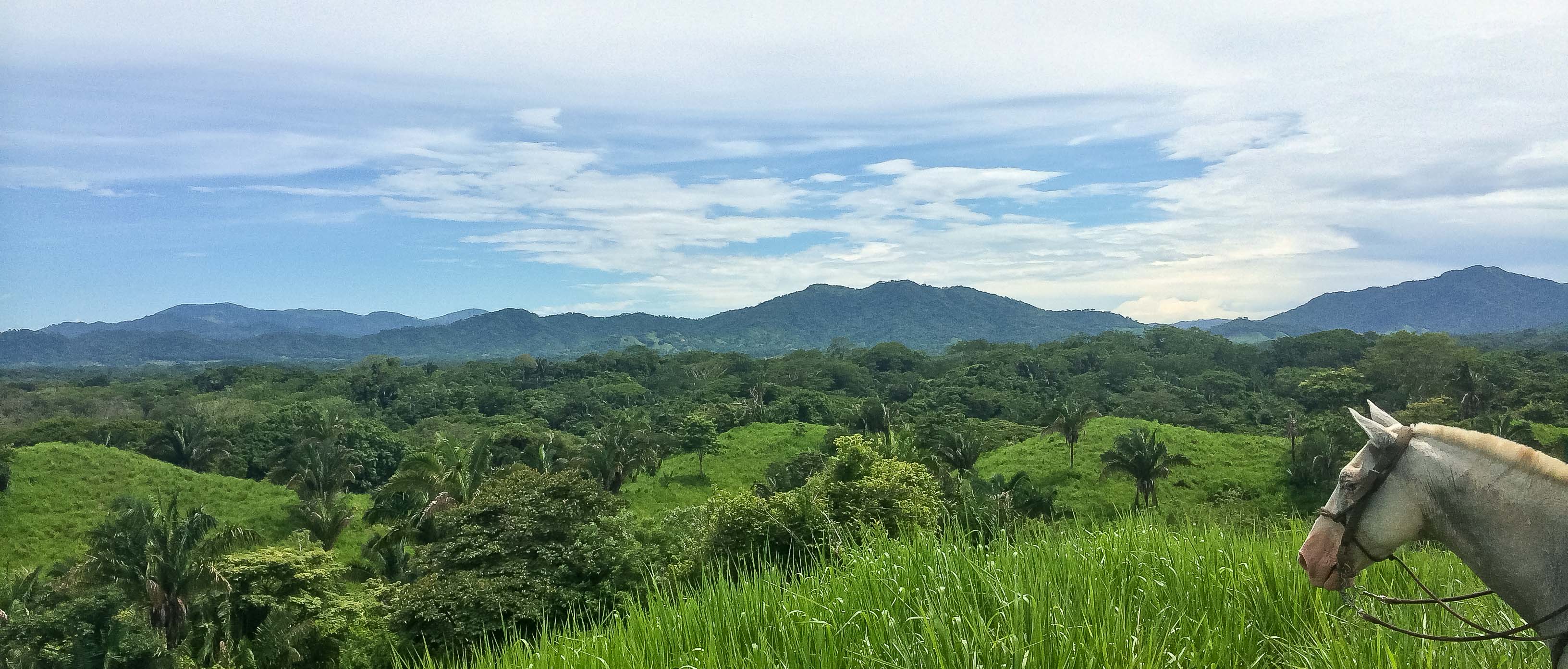 Horse Head With A Forest View Hacienda Ario