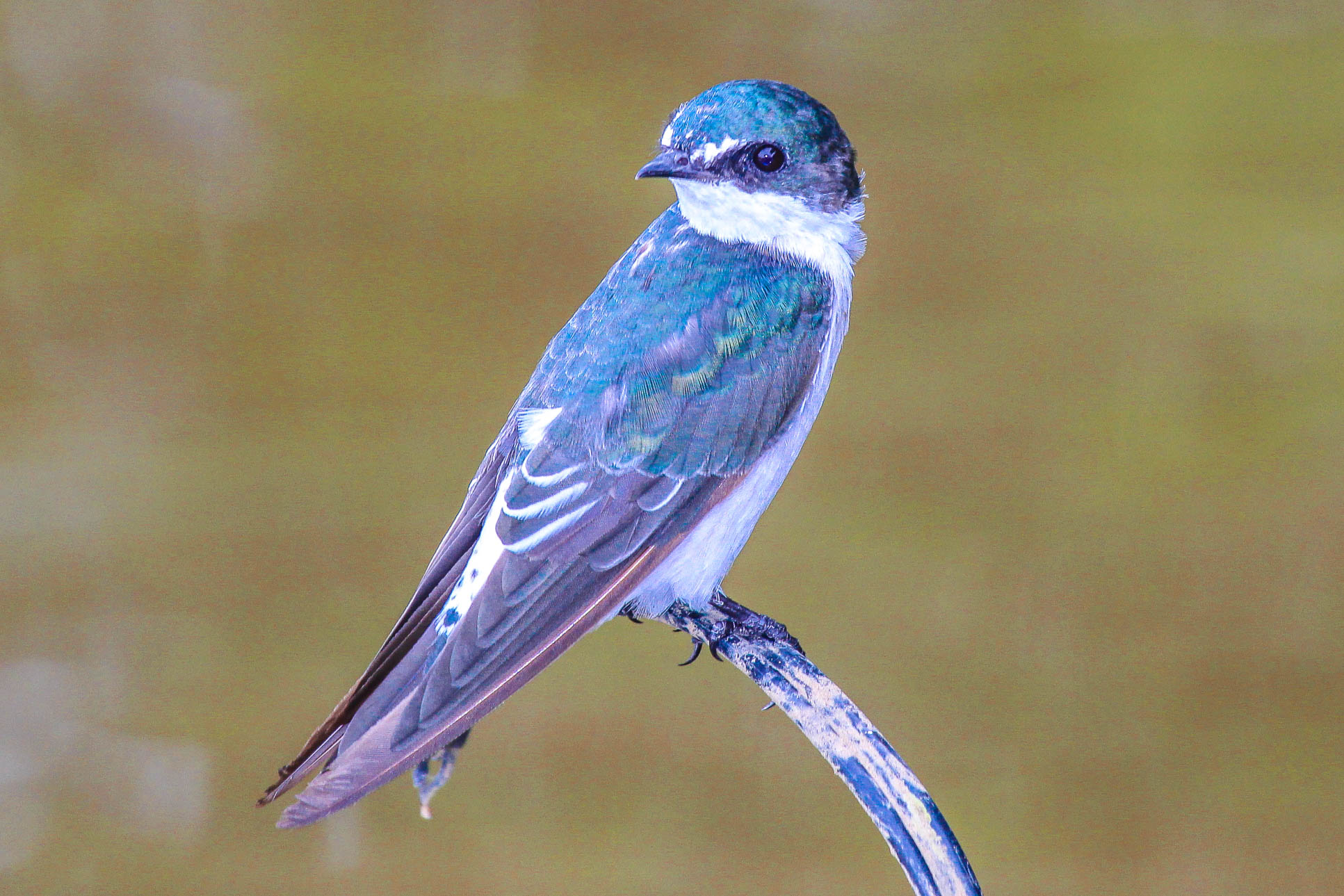 Bird Yes Sierpe Mangler