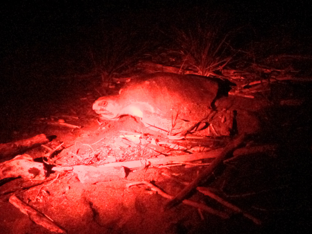 olive ridley side angle camaronal 2.jpg