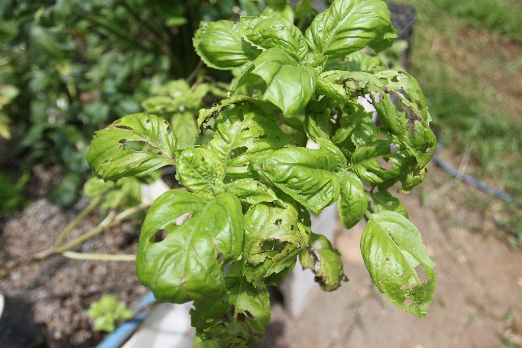 basil tierrayfuego 20.jpg