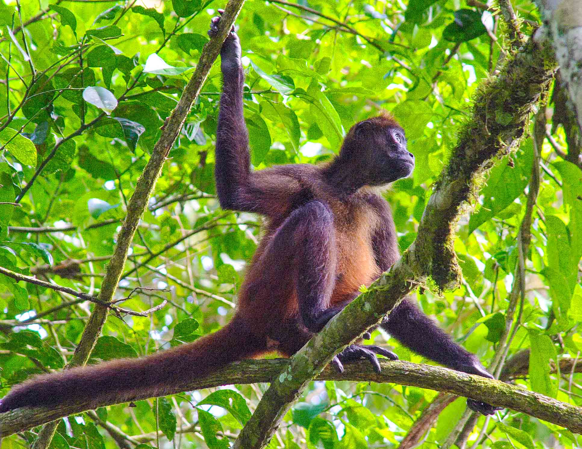 Spider Monkey On Branch Tortuguero