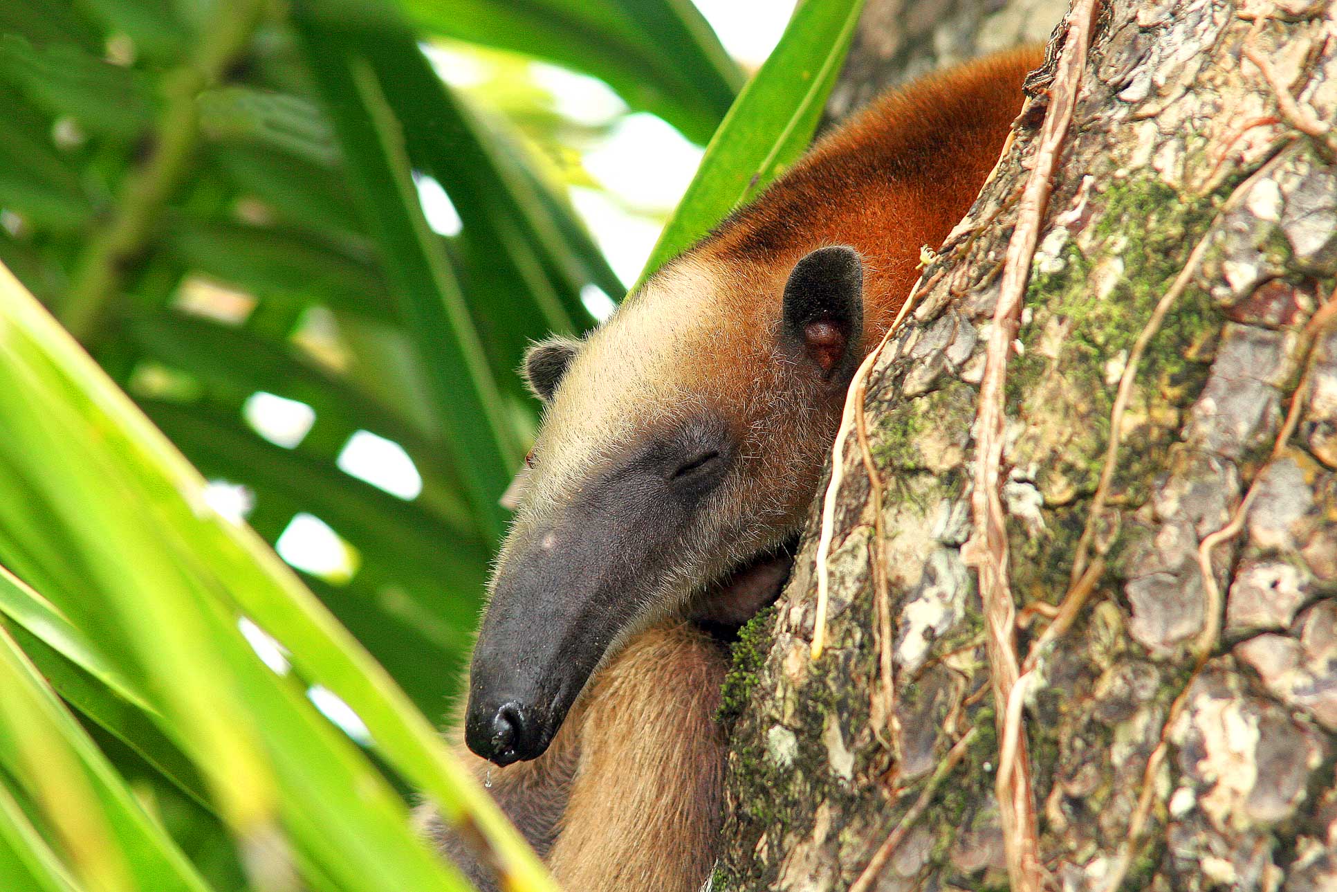 Corcovado Anteater