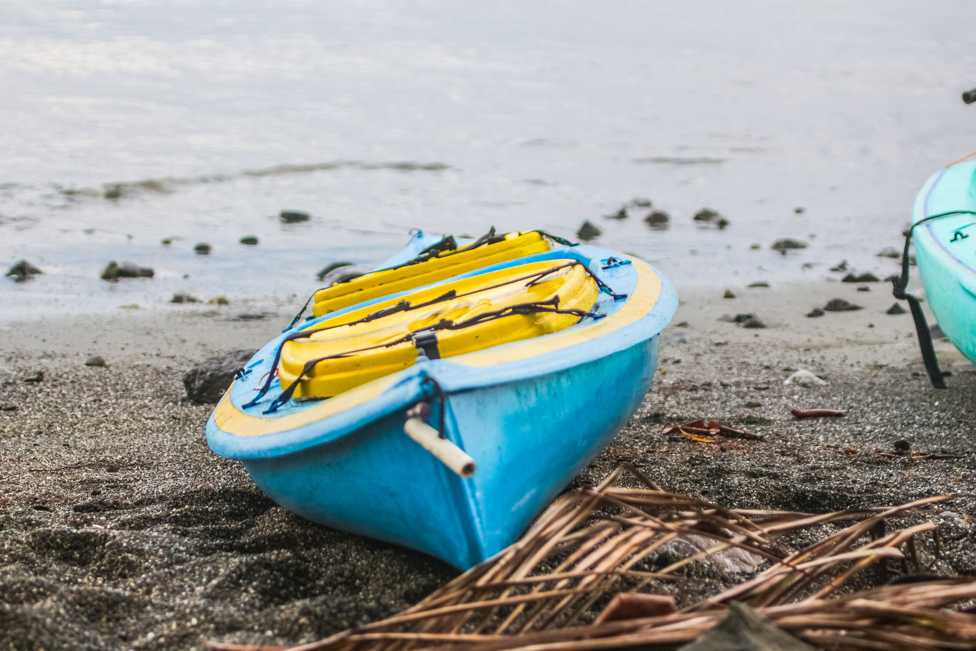 Kayak Platanares Mangroves In Puerto Jimenez