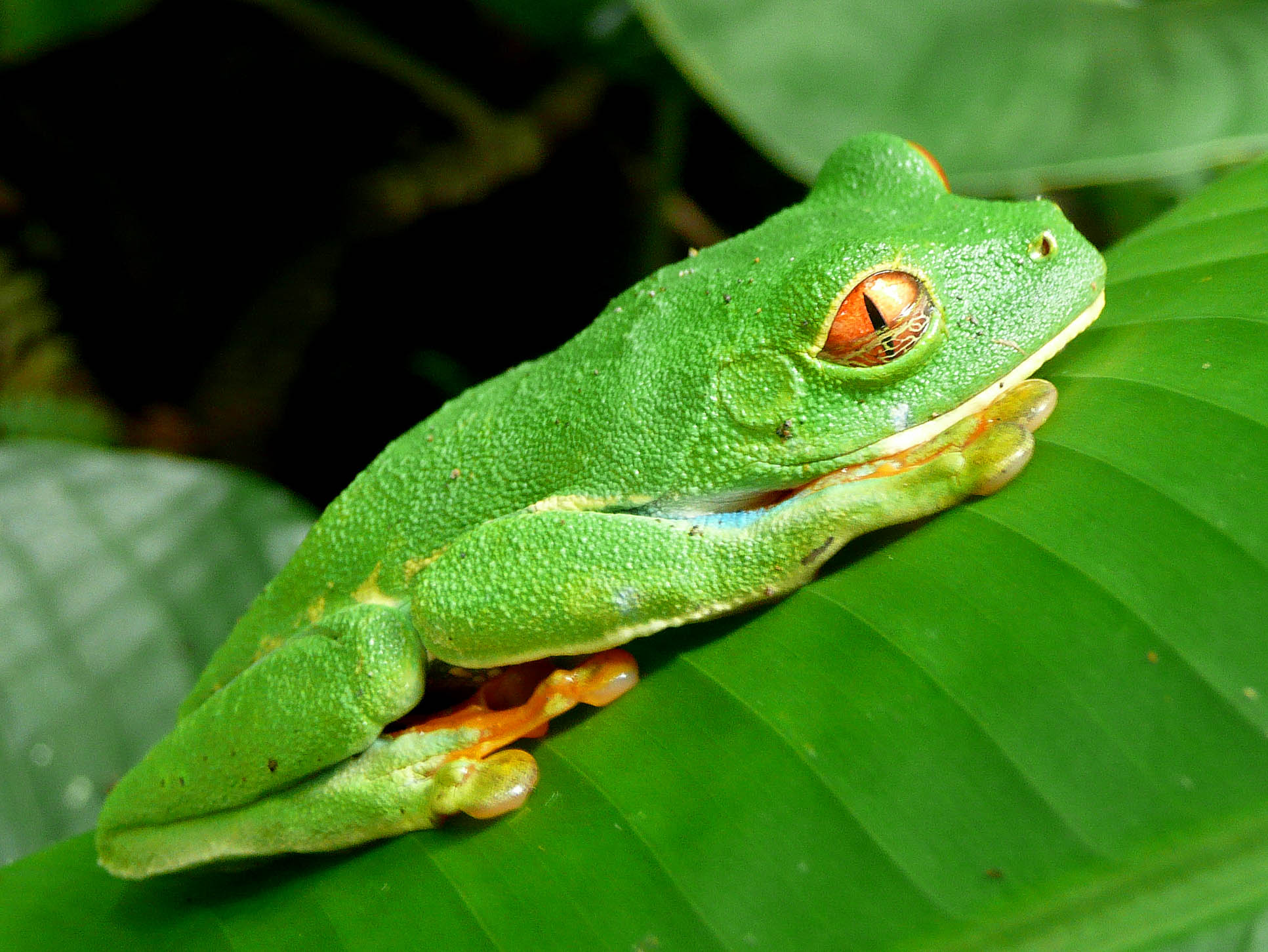 red eye green tree frog tortuguero 21.jpg