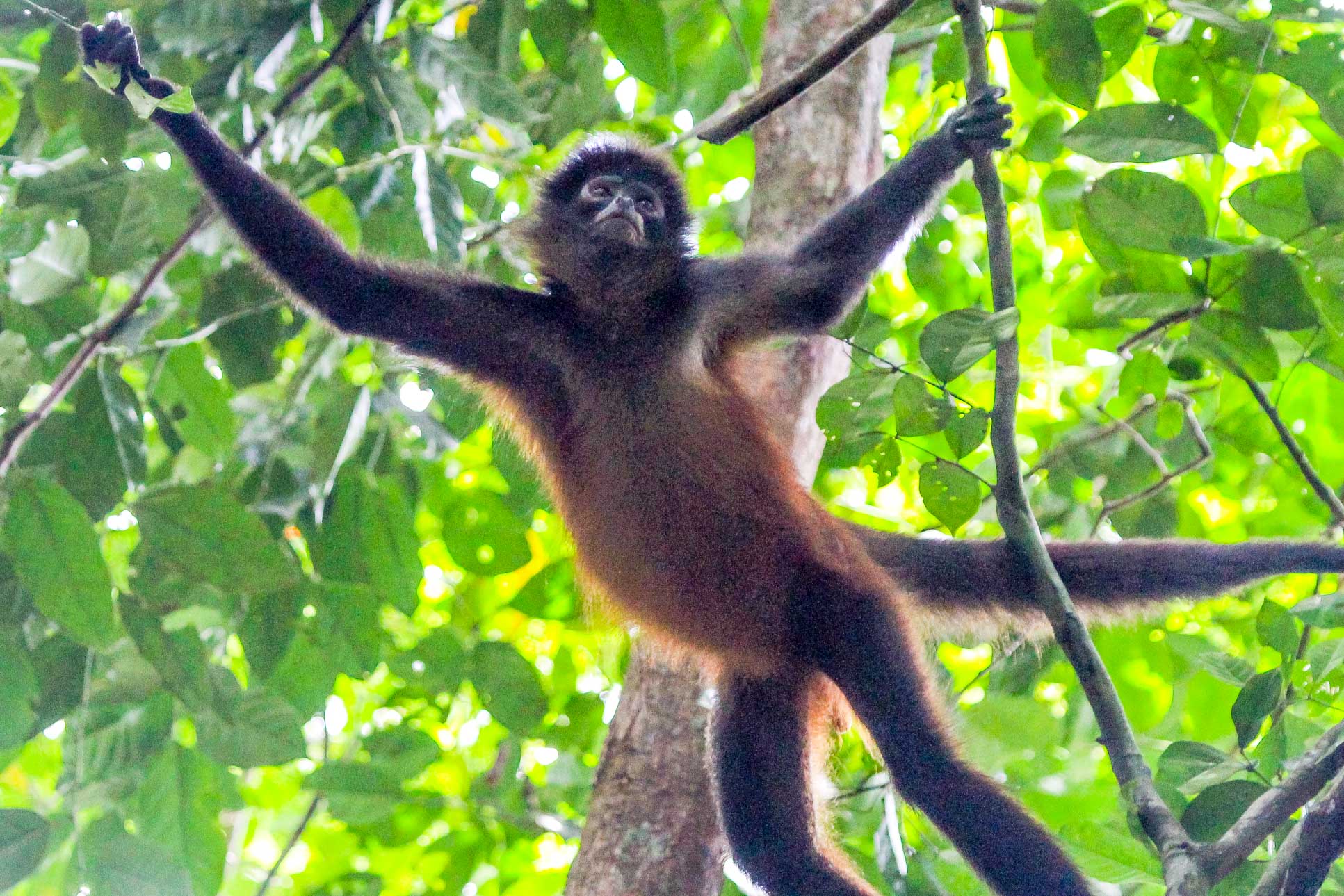 Spider Monkey Holding On Tree Branches In Sirena Ranger Station Corcovado