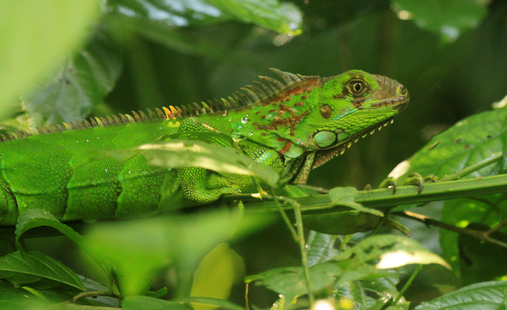 Green iguana camouflaging amongst the foliage
