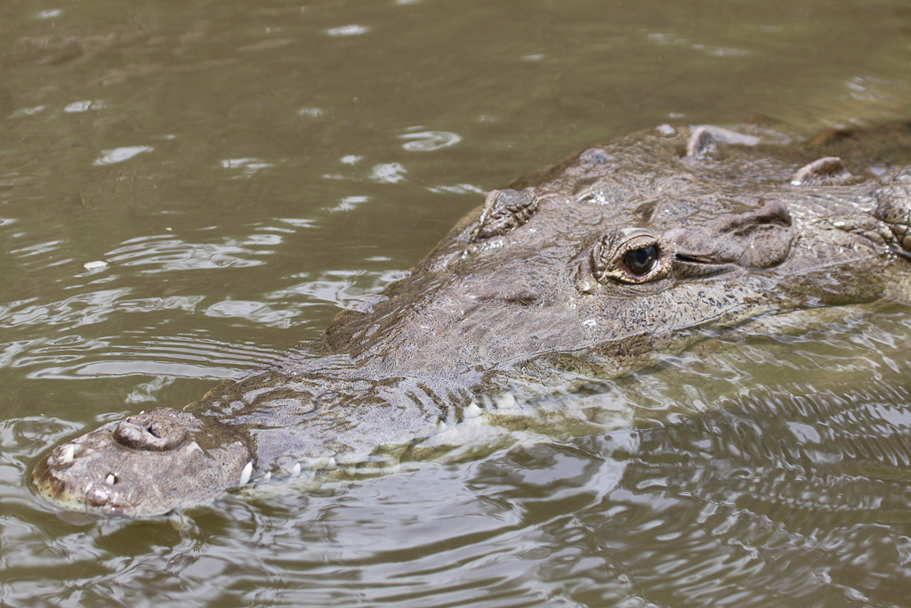 crocodile closeup 1.jpg