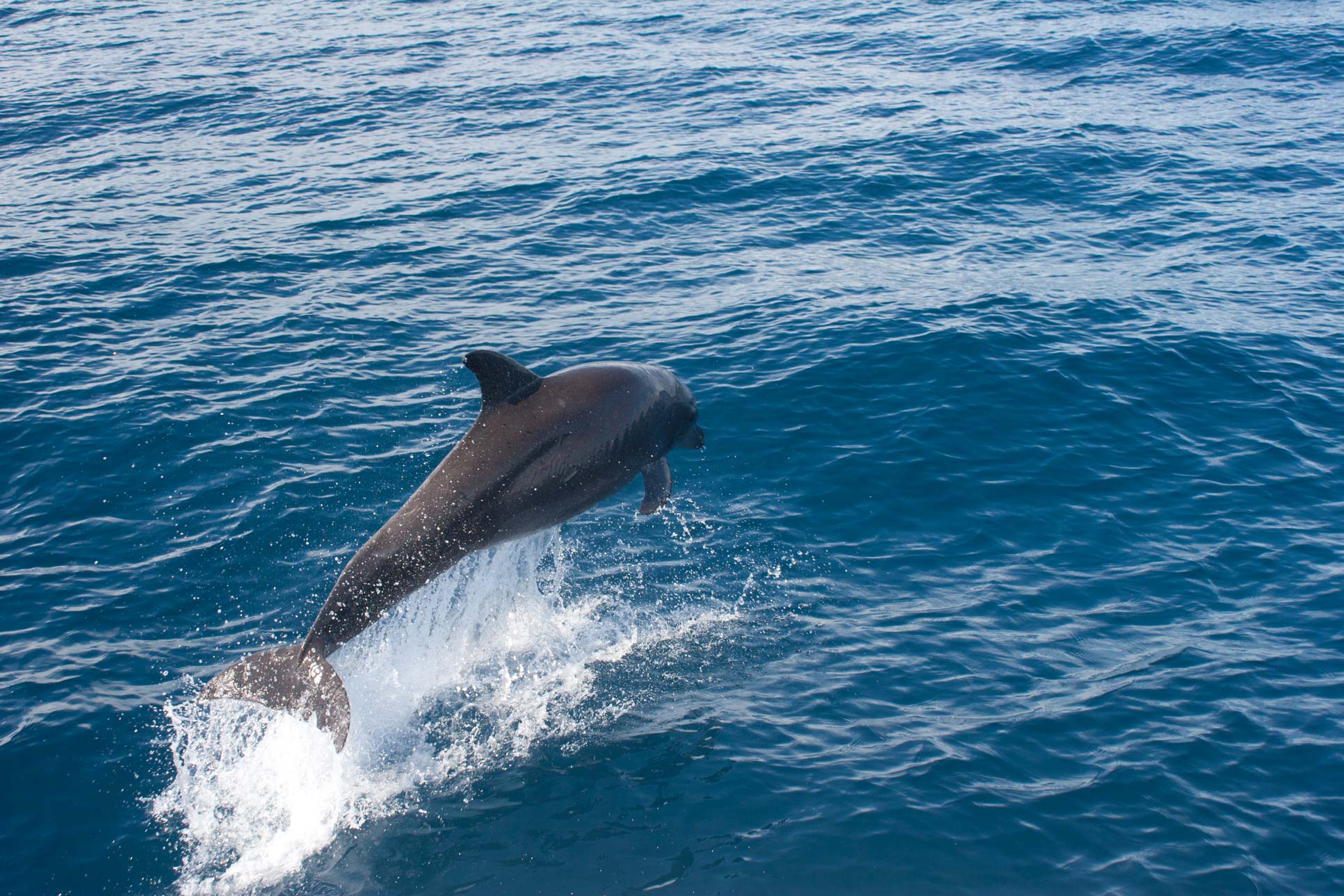 Dolphins Jumping Back View