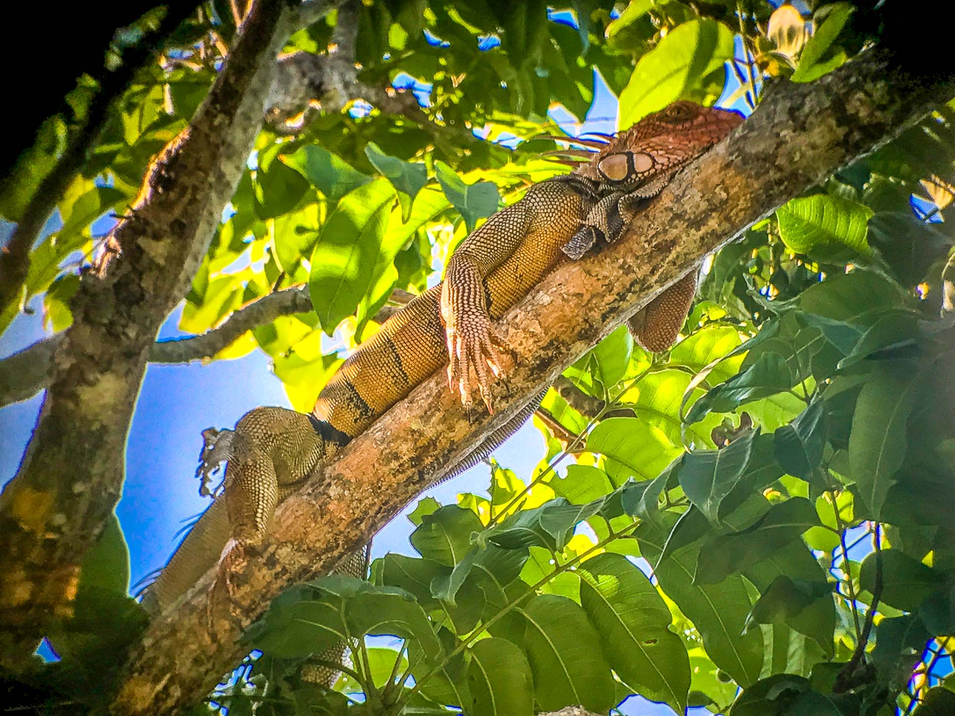 Green Iguana Manuel Antonio National Park