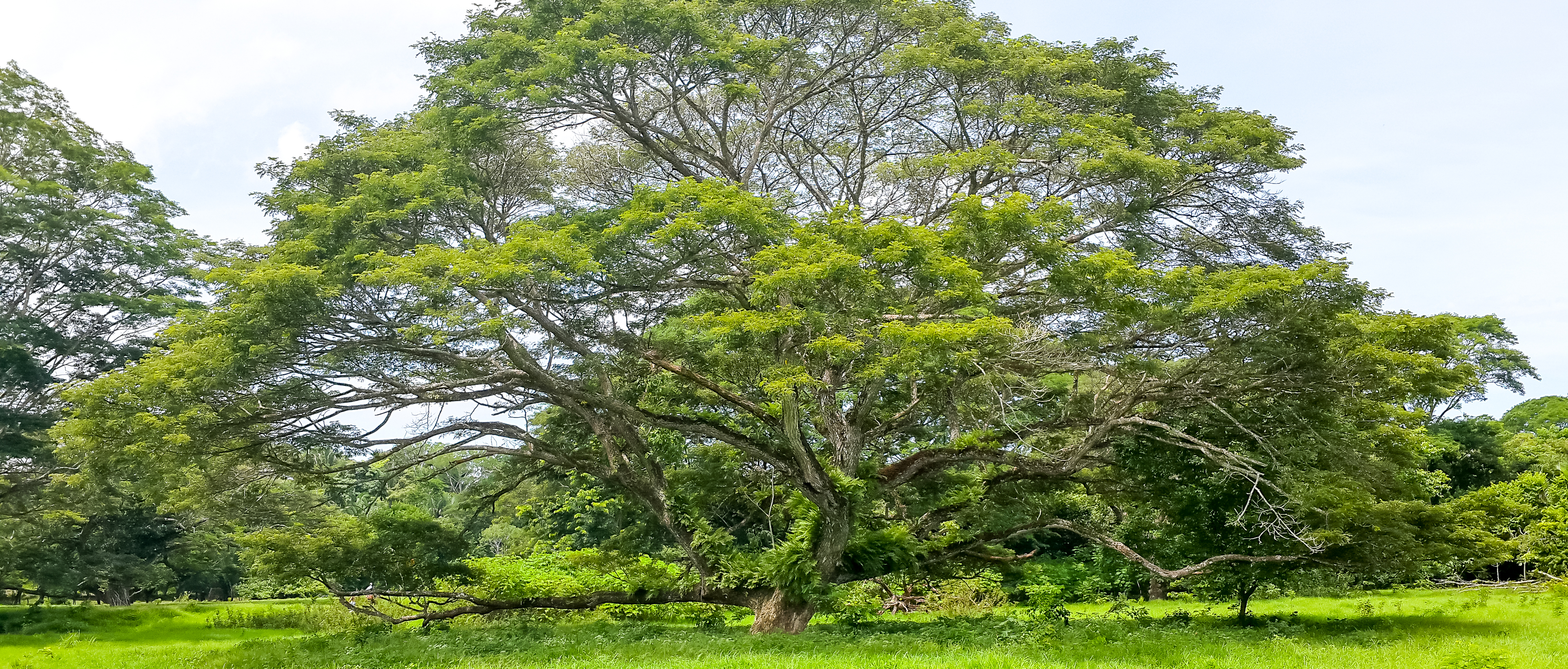 Guanacaste Tree