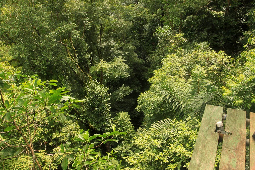safari canopy tour look down 2.jpg