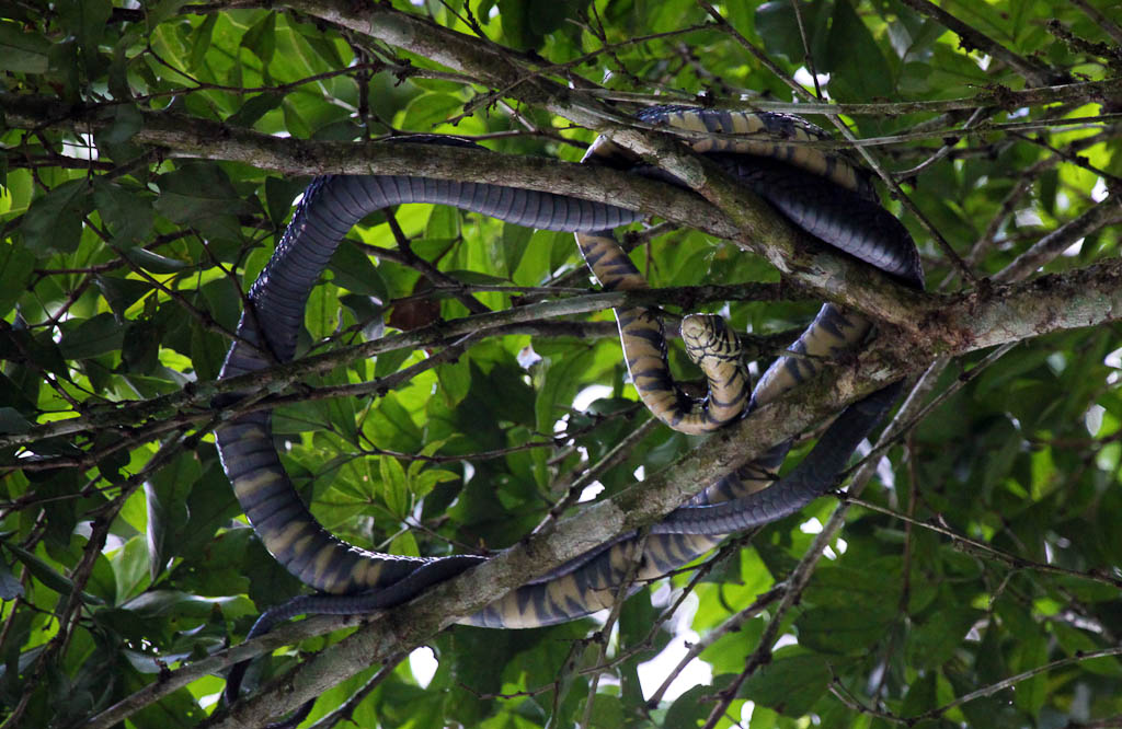 Oriole Snake Hanging out in a Tree