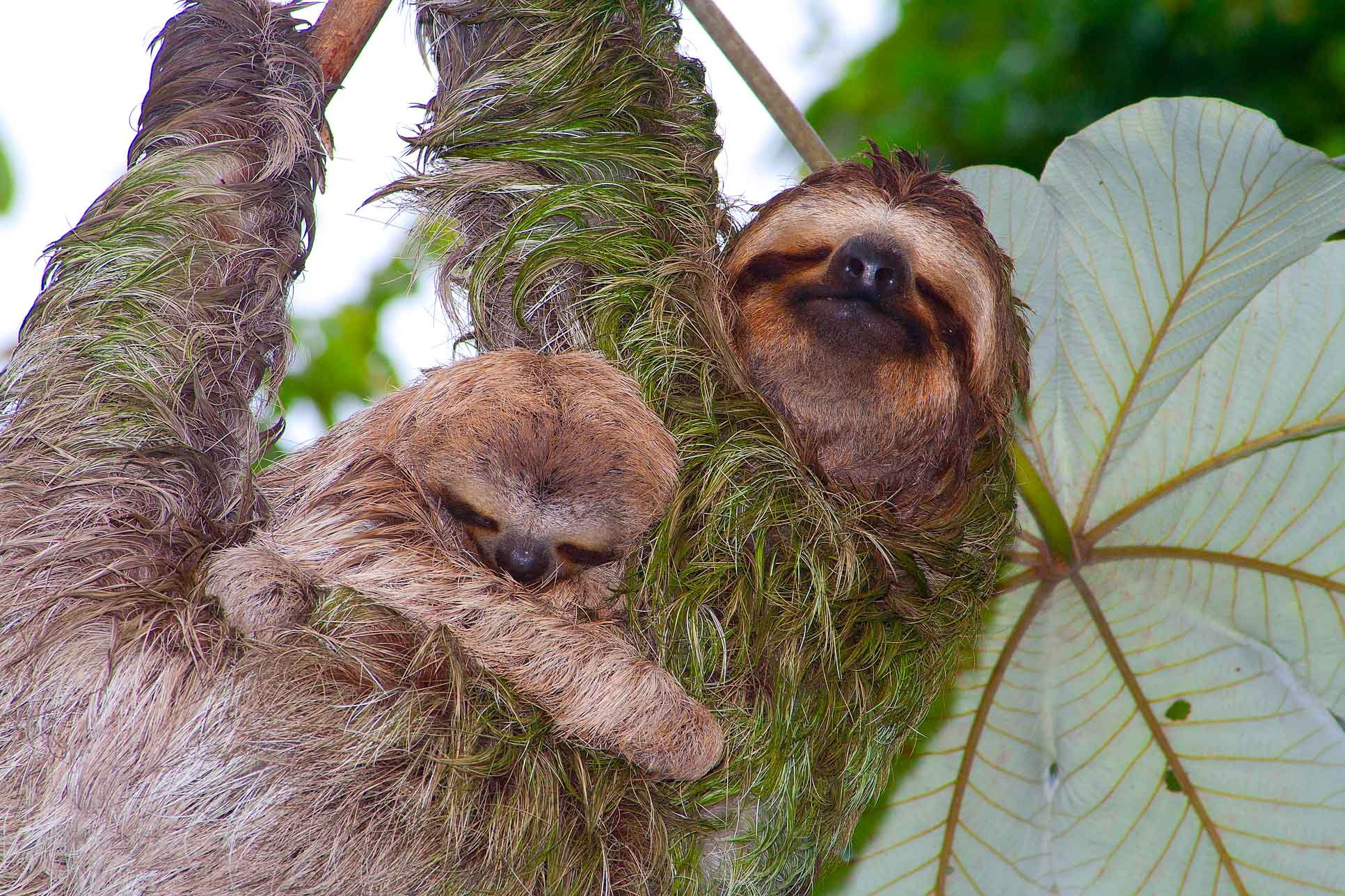 Sloths On Cecropia Tree Manuel Antonio