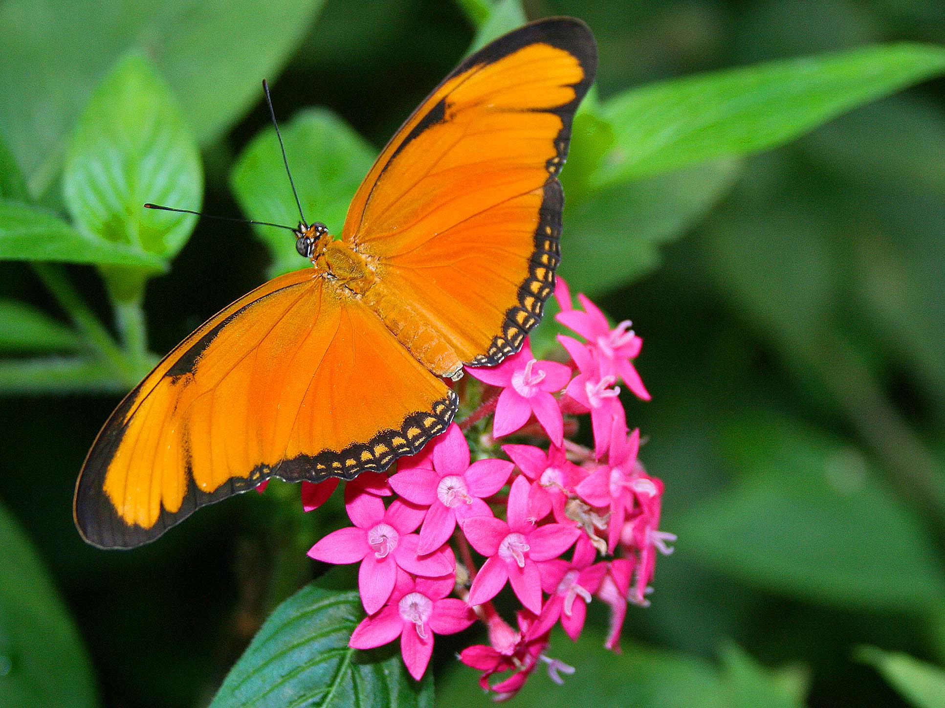Orange Julia Butterfly On Top Of Red Flower La Paz