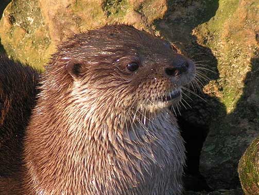 River Otter