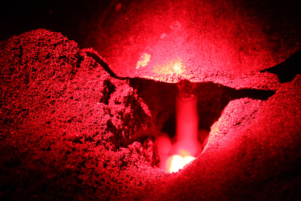 mucous eggs camaronal 4.jpg