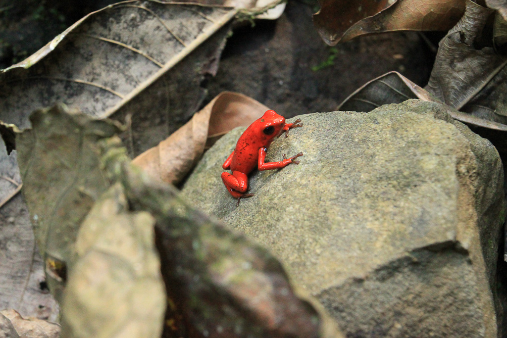 kekoldi reserve strawberry dart frog 5.jpg