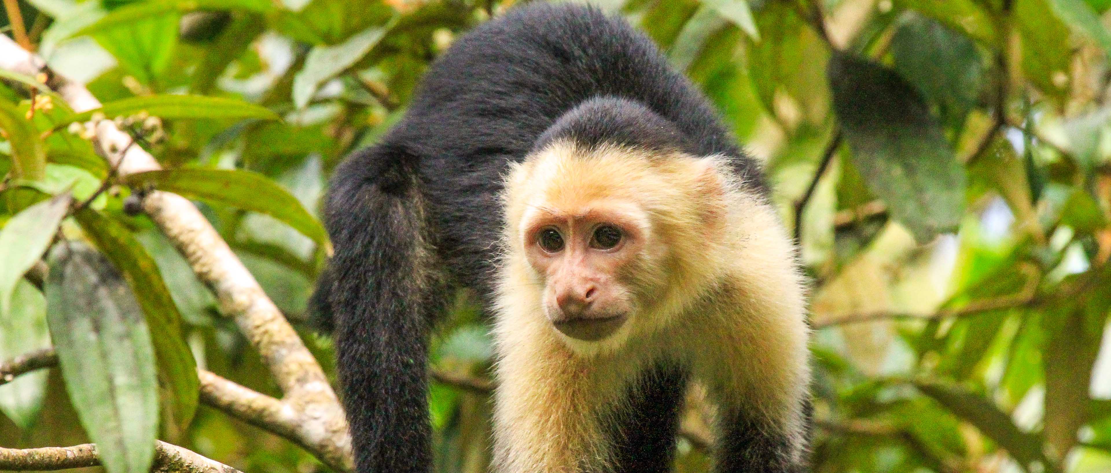 Capuchin monkey looking for fruit in the trees