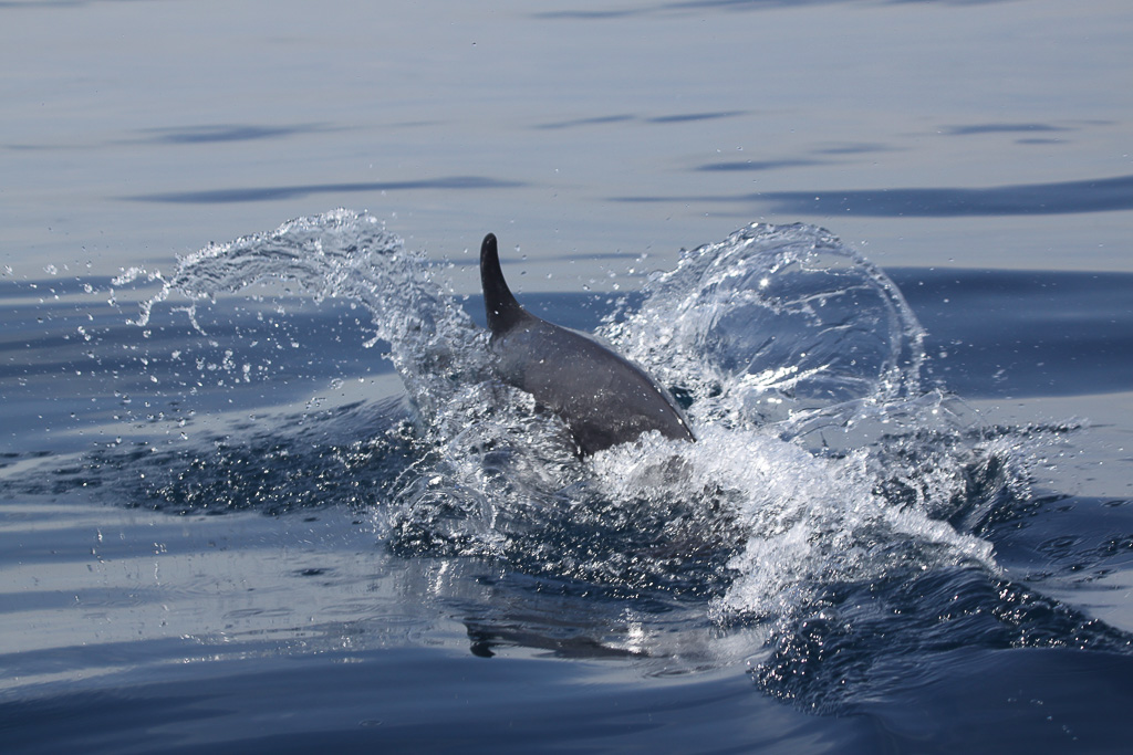 dolphin half submerged 2.jpg