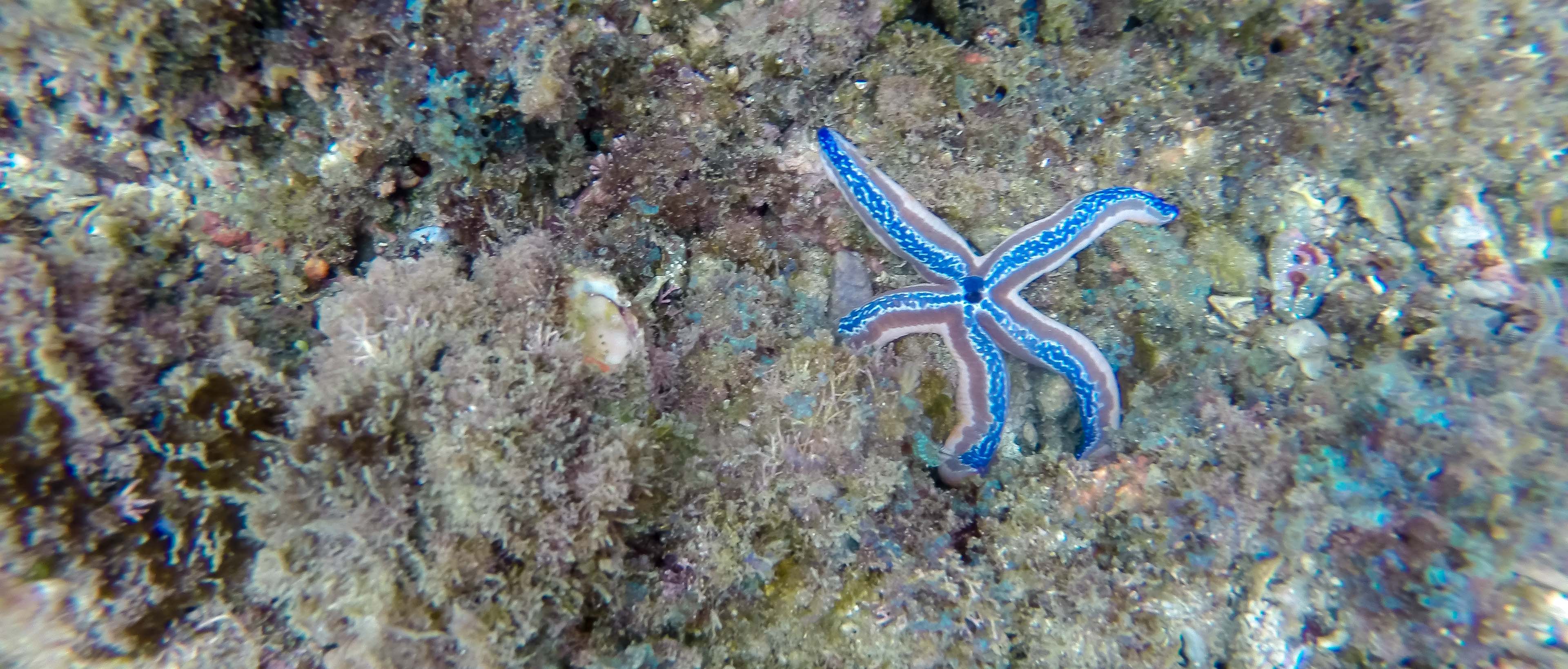 starfish tortuga island 8.jpg
