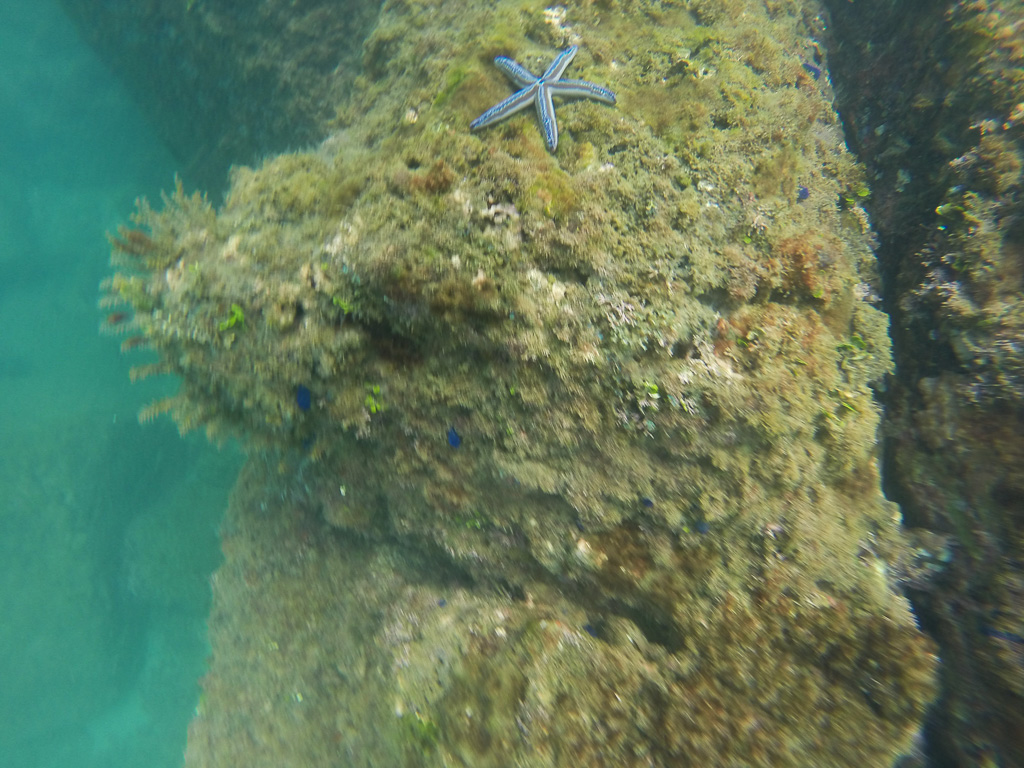 starfish on reef 8.jpg