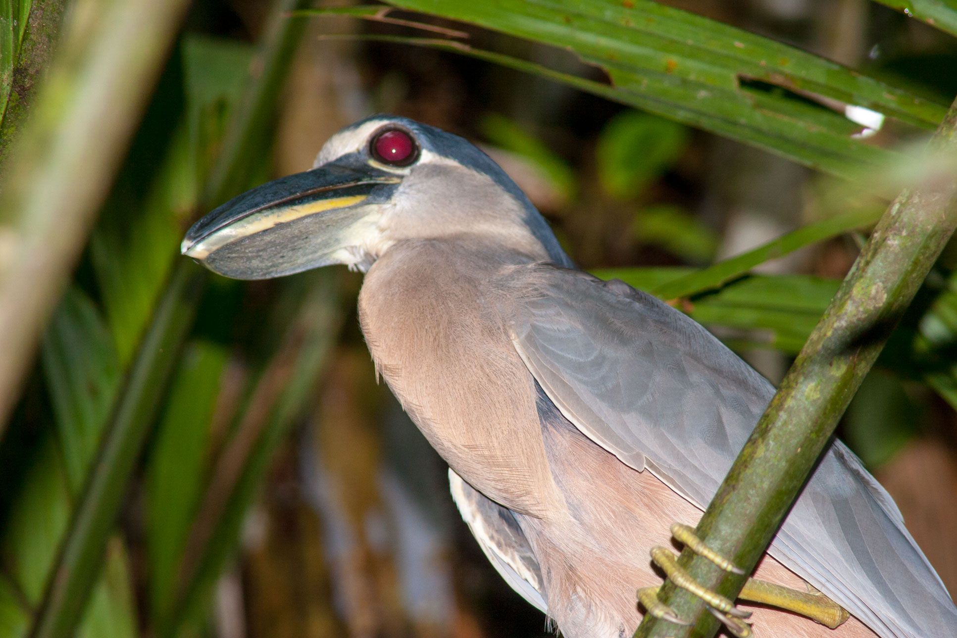 Boat Billed Heron Cochlearious Cochlearious