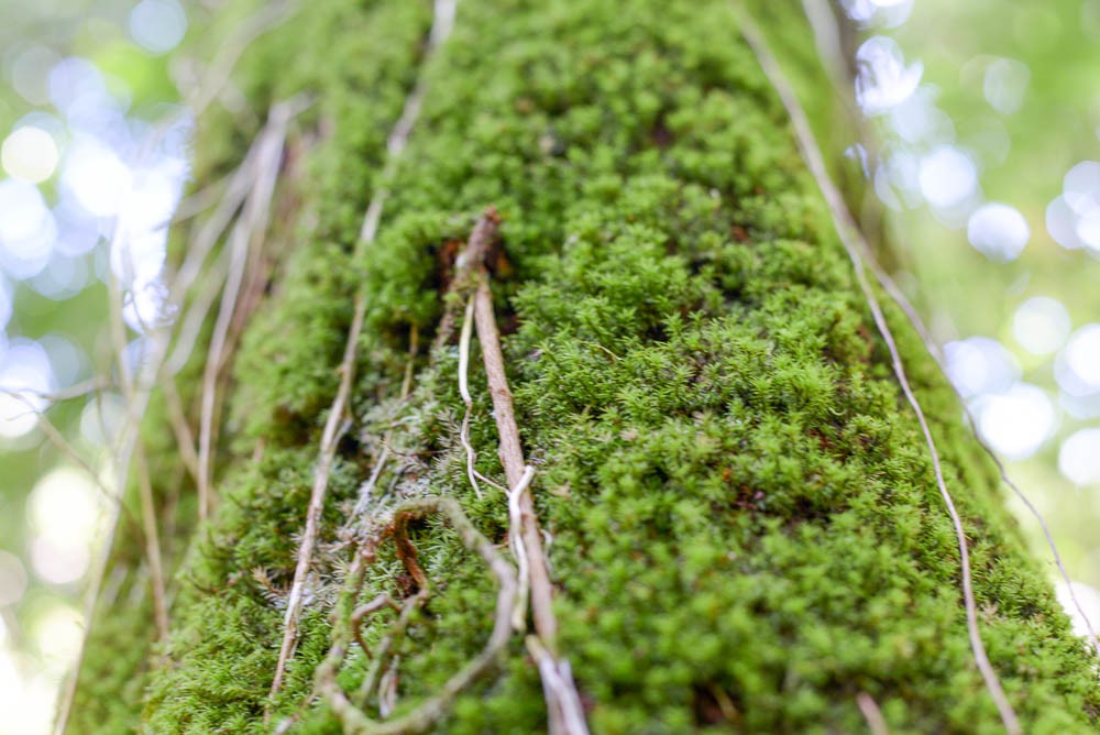 Moss Closeup Rio Claro Trail Sirena Ranger Station Corcovado National Park