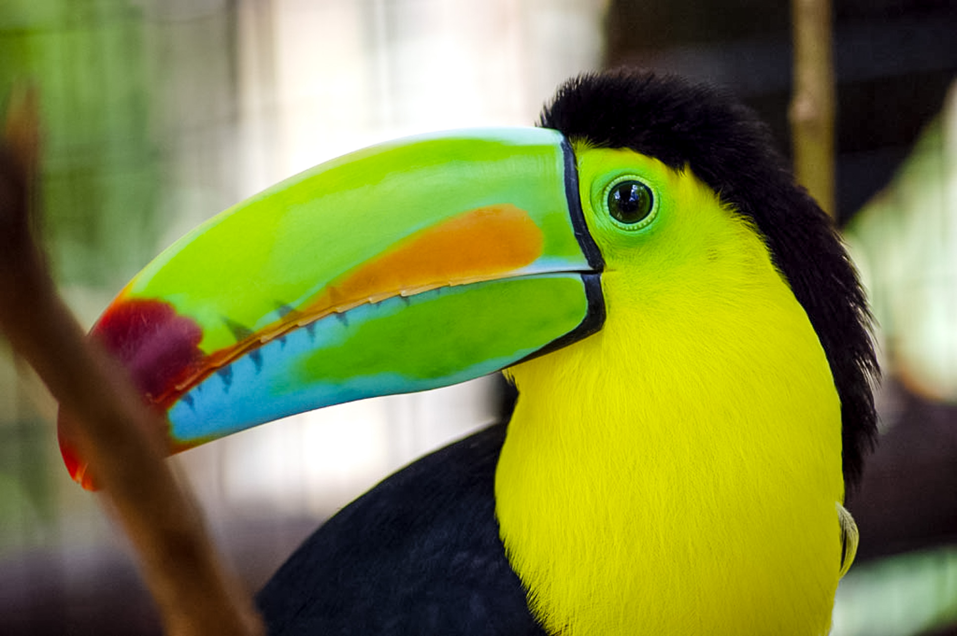 Rainbow Bill Toucan La Paz