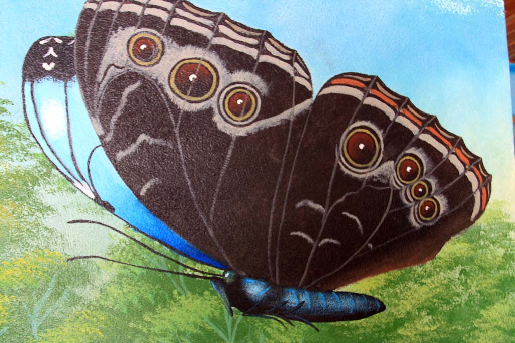 morpho morpho 7.jpg