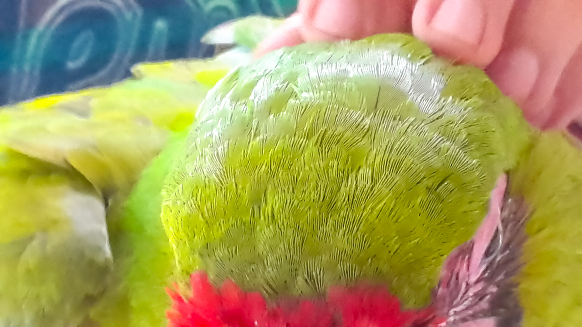 Ara Project Great Green Macaw Top Of The Head