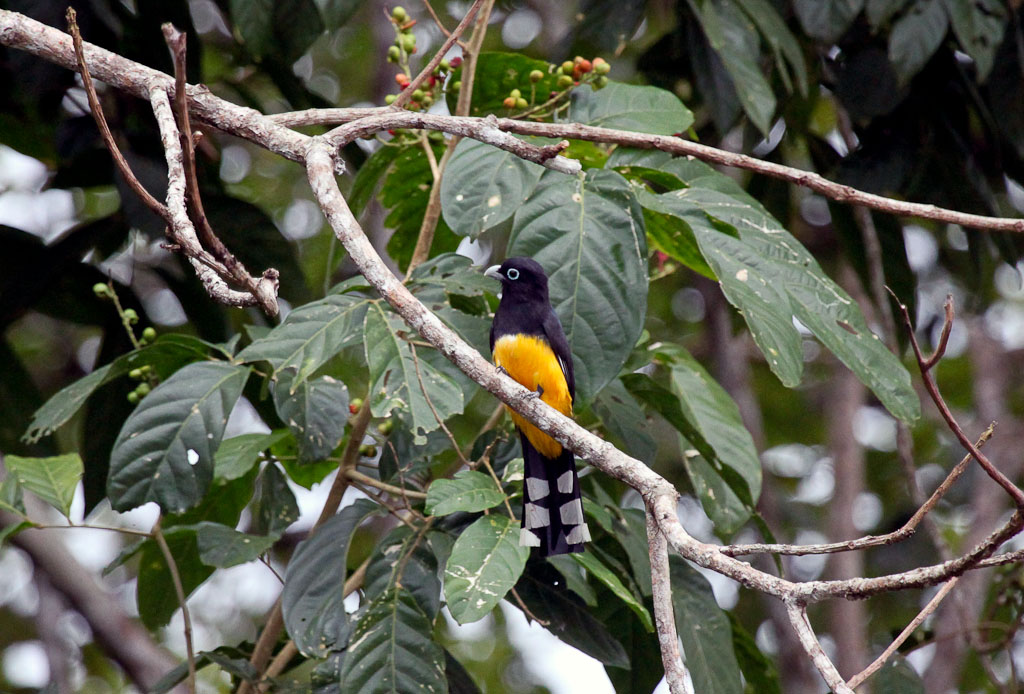 Black Headed Trogon Lands on a Branch