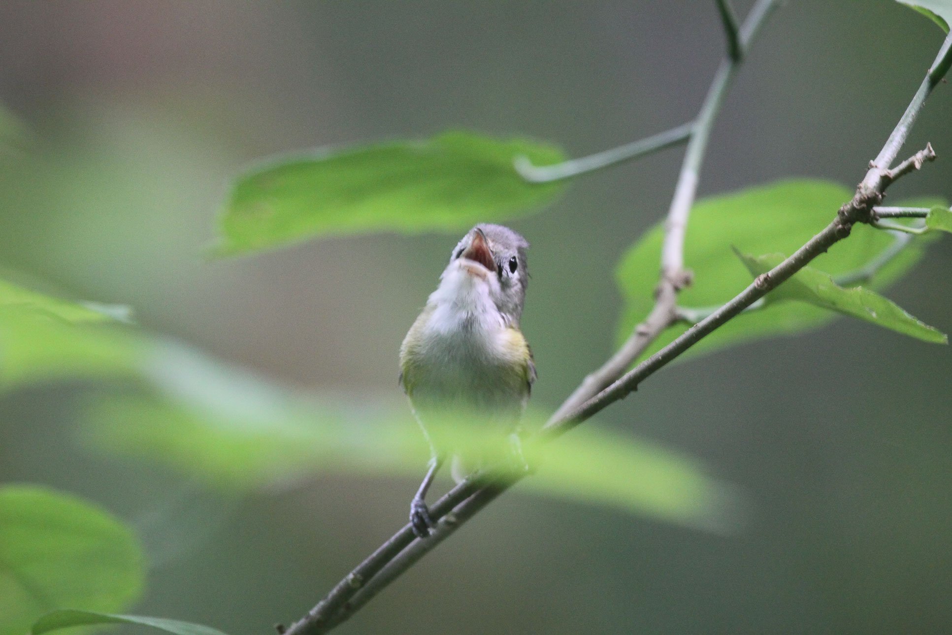 tanager bird front beak open 3.jpg