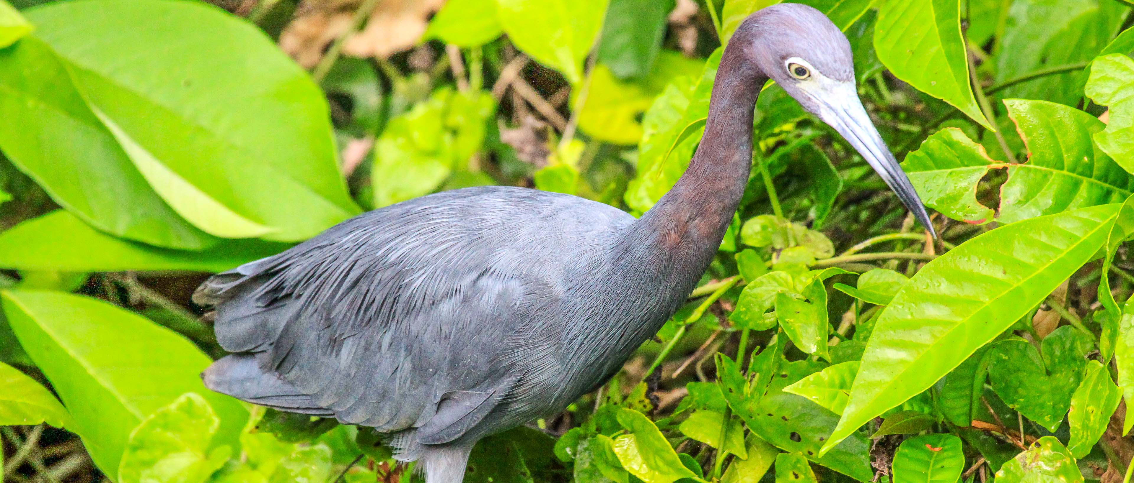 A blue heron wading through shallow waters looking for prey in Tortuguero National Park