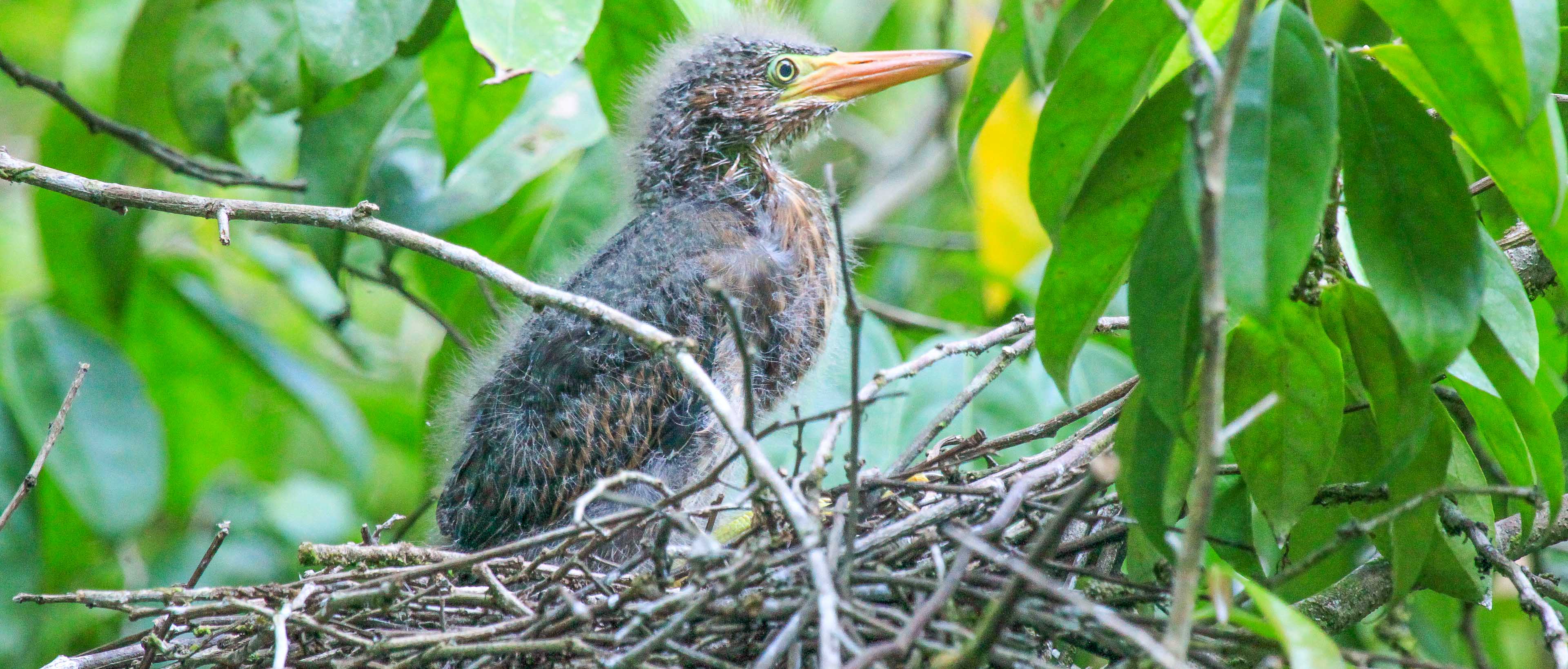 baby green heron looking for its mother